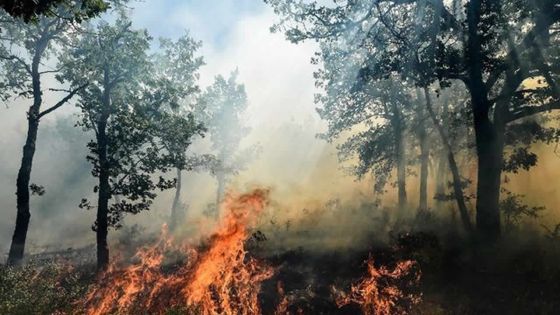 Incendie dans le sud de la France : 10.000 personnes évacuées