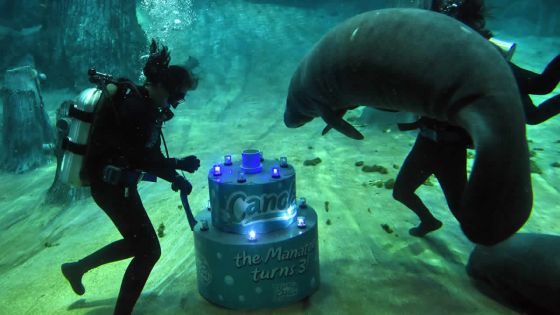 Gâteau géant et jazz pour l'anniversaire d'un lamantin à Singapour