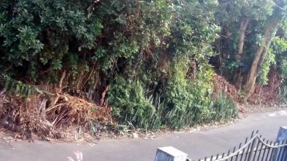 À Vacoas : un terrain transformé en dépotoir à ciel ouvert