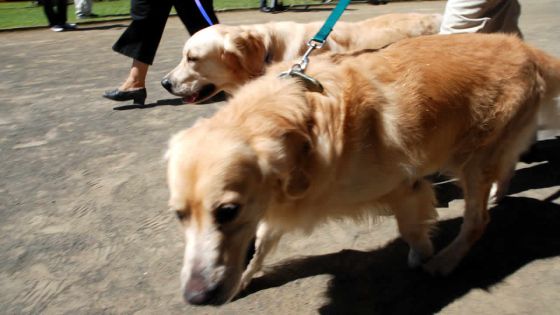 Entretien des animaux domestiques : certains Mauriciens dépensent jusqu’à Rs 30000 par mois