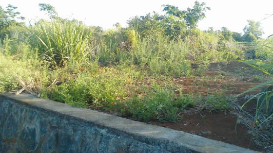 Terrains sous canne enclavés par des drains : des planteurs de L’Amitié réclament un droit de passage 