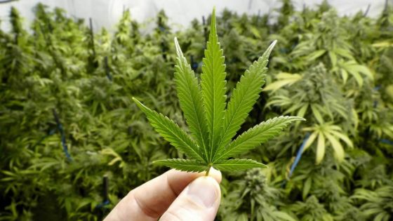 Pamplemousses : Rs 6 millions de plants de cannabis déracinés 