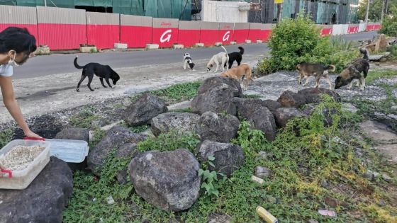 Action civique en confinement : ces jeunes qui s’occupent des chiens errants