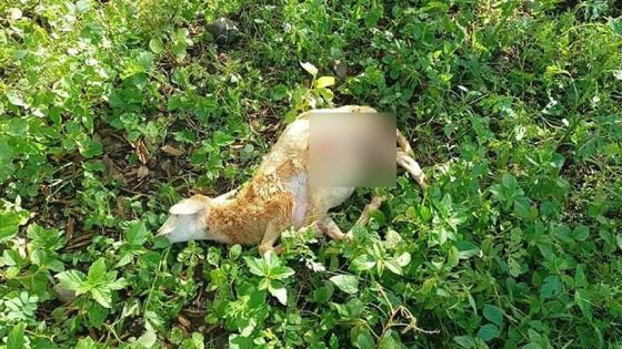 Pailles : une meute de chiens errants tue 12 moutons dans une ferme 