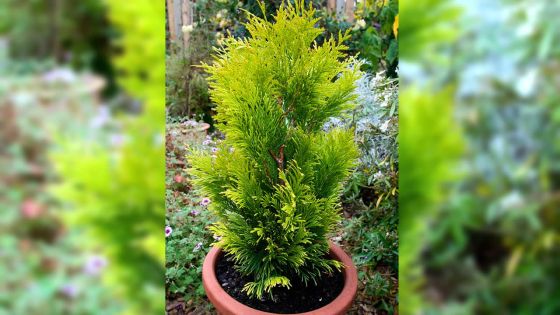 200 thuyas volés dans une pépinière