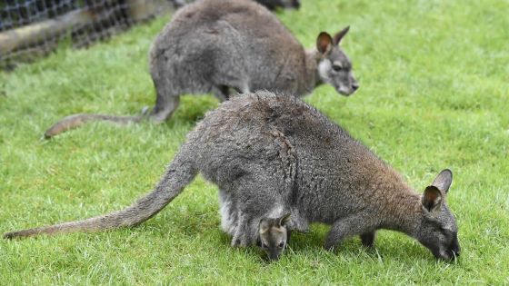Pays-Bas : un wallaby errant fait bondir le coeur d'une ville