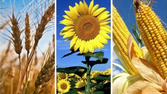 Après l’accord entre l’Ukraine et la Russie : une baisse des prix des produits alimentaires se profile à l’horizon