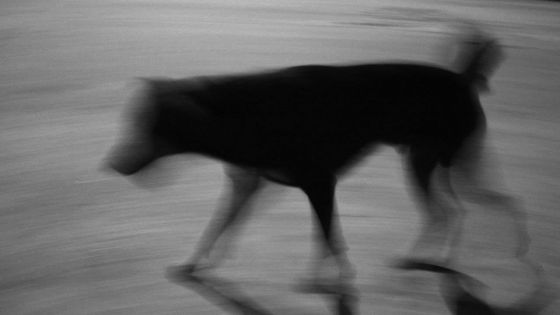 Forest-Side : mordu par un chien errant, un retraité terrassé par une crise cardiaque