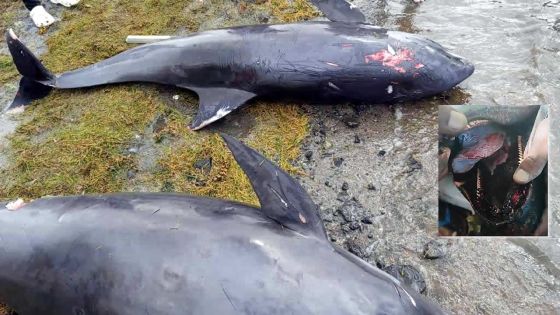 Dans les lagons du Sud-Est - Sudheer Maudhoo : «Wakashio pas à l’origine de la mort des dauphins»