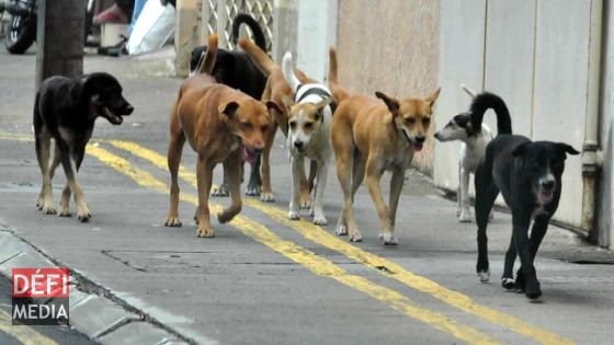 Chiens errants : le ministre de l’Agro-industrie promet de nouvelles mesures