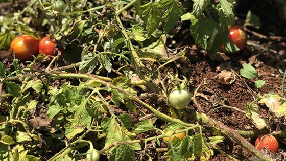 Production de fruits et légumes - Sécheresse : la coupe est pleine pour les planteurs
