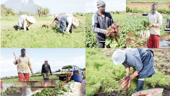 Usage abusif des pesticides : des légumes et fruits pas sains dans nos assiettes
