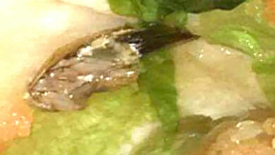 Du cafard dans un morceau de poulet