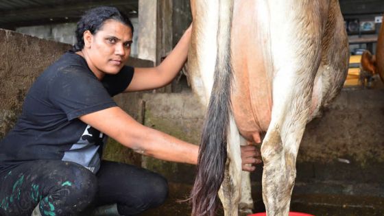 Élevage : la vache à lait à sec?