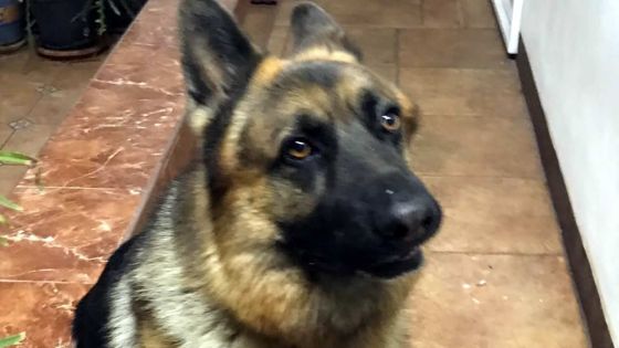 Chien perdu : récompense assurée à celui qui retrouve Ricky