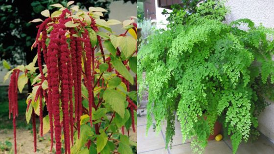Insolite : vol d’une fougère capillaire et d’une queue-de-renard