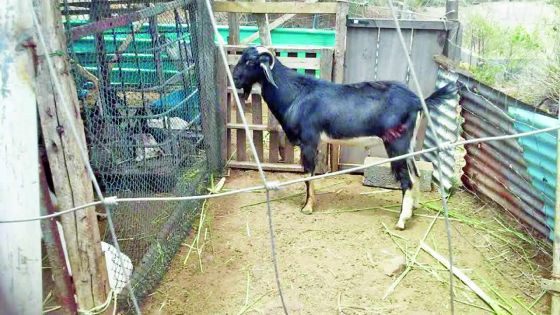 Il perd sept cabris et un bouc atteints par un virus
