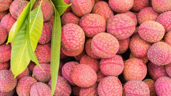 À Calebasses : un voleur de 20 kilos de letchis sous les verrous