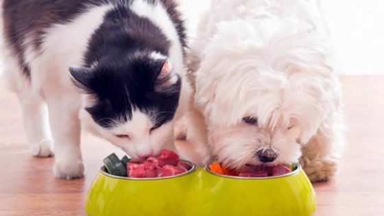 Animaux domestiques : nourrissons les aussi !