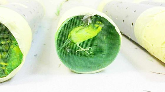 Trafic Maurice-Reunion : des oiseaux achetés à Rs 20 000 puis revendus à Rs 150 000