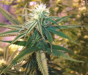 Talk of the town: faut-il dépénaliser le gandia ?