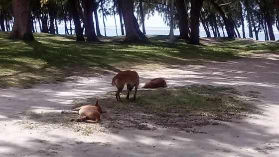 Chiens errants sur la plage de Belle-Mare
