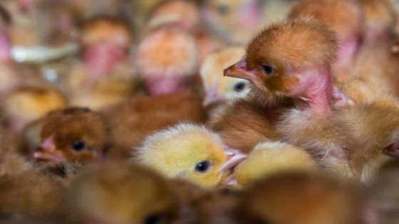 Épizooties : interdiction d’élever des poussins pendant trois mois