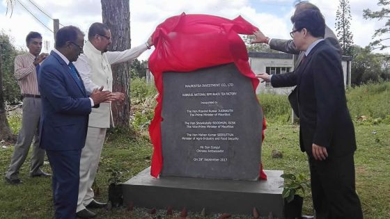 Production de thé : l’usine de Dubreuil renaît de ses cendres