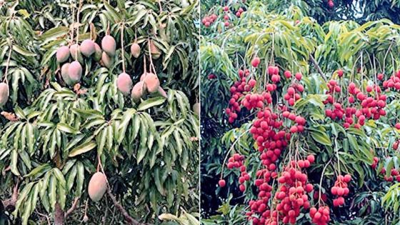Fruits d’été : vers une bonne récolte cette année