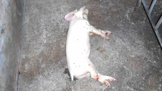 Dans une ferme à Albion : mort mystérieuse de 70 porcelets après vaccination