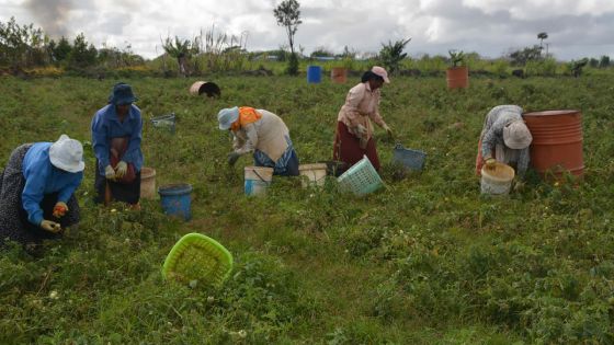 Dans le Nord : 500 arpents affectés par des coupures de la fourniture d’eau