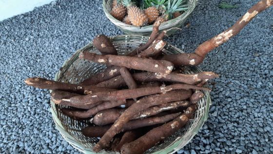 En cette période de confinement total : Manioc, le retour aux sources !