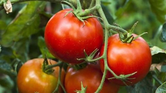 Glen-Park : 100 kilos de tomates volées dans une serre 