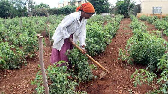 Sécurité alimentaire : la stratégie et les investissements de l’Agro-industrie décriés
