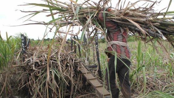 Sucre : Maurice consolide sa place sur le marché européen