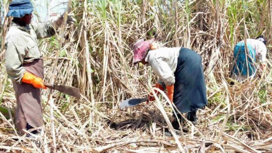  Agro-industrie: Attention particulière aux éleveurs