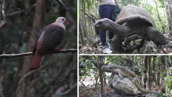 Ile-aux-Aigrettes : un trésor protégé