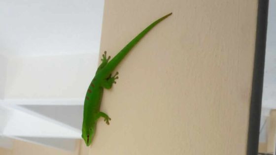 Port-Louis: un «lézard géant» aperçu dans un collège