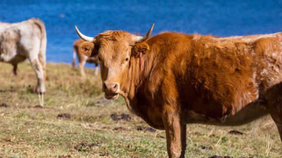 En marge de la fête Eid-ul-Adha : les bouchers en péril