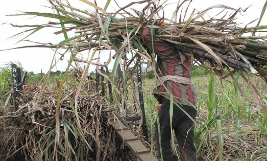 Répartition des revenus de la bagasse: les planteurs exigent une révision du système