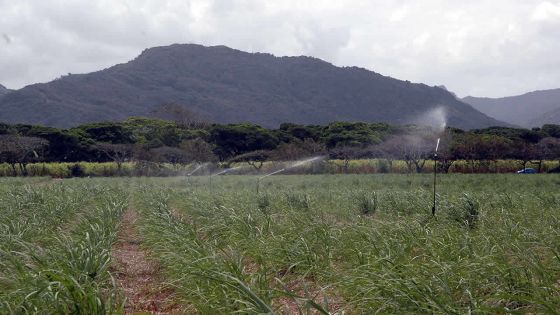 Irrigation : régime sec pour les planteurs du Nord