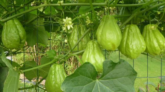 Ils voulaient voler des chouchous : leur voiture en panne, ils pillent une maison