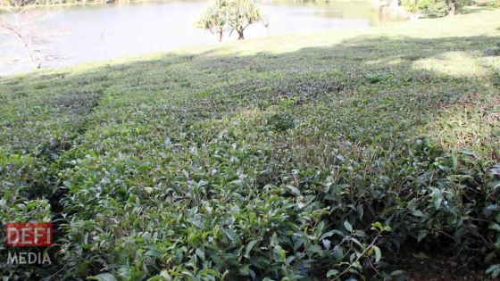 Confinement : deux tonnes de feuilles de thé n’ont pu être cueillies