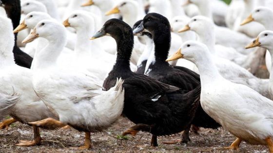 Deux canards volés à Quatre-Cocos