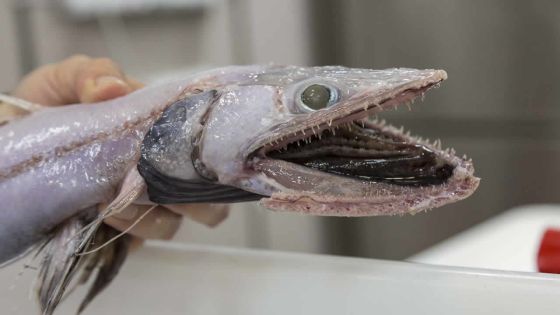 Australie : pêche fantastique dans les abysses