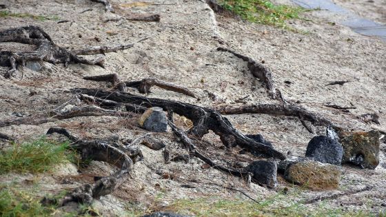 Environnement : l’année 2021 a jeté les bases pour une année écologiquement riche