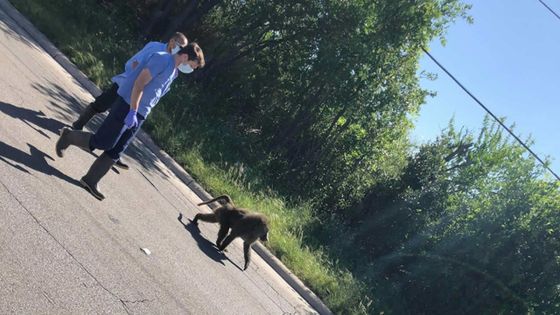 USA: des babouins s'échappent d'un institut de recherche sur l’Ebola et le Sida 