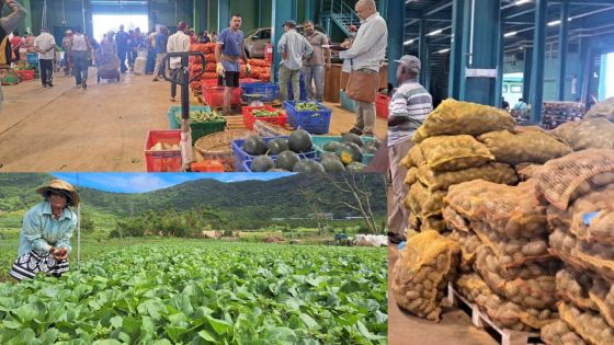 Légumes chers : « letan margoz » des champs à l’encan