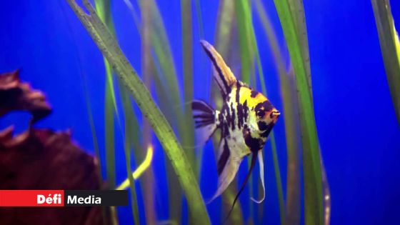 Importation des animaux et poissons vivants : l’interdiction sera levée temporairement