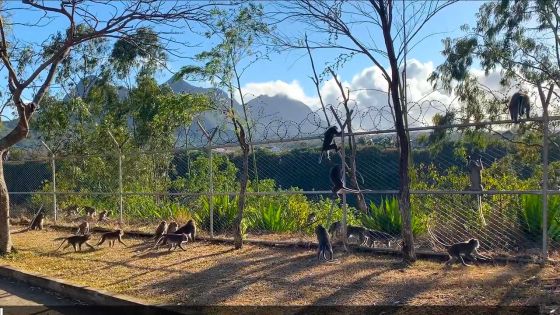 Beau-Bassin : un singe s’invite dans la cuisine d’une famille et menace de s’attaquer à leur bébé 